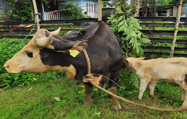 Cow